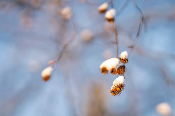Snow-covered beech nuts hanging from delicate branches on a winter day, with soft blue background and shallow depth of field. Close-up of beech tree seeds (Fagus sylvatica) dusted with fresh snow, capturing a quiet and minimal winter nature scene.