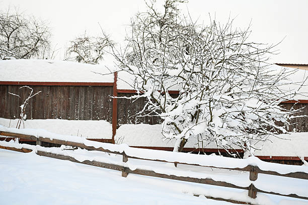 Winter in the garden