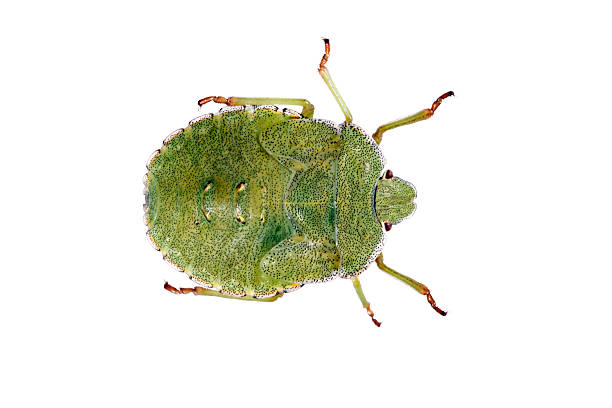 Hemiptera bugs in the wild, North China