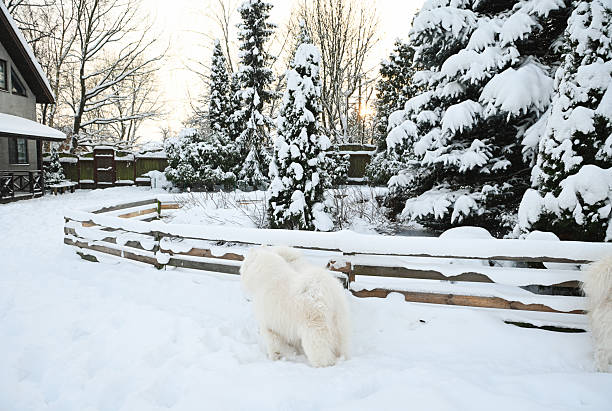 Winter in the garden