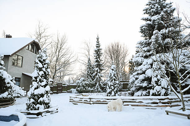 Winter in the garden