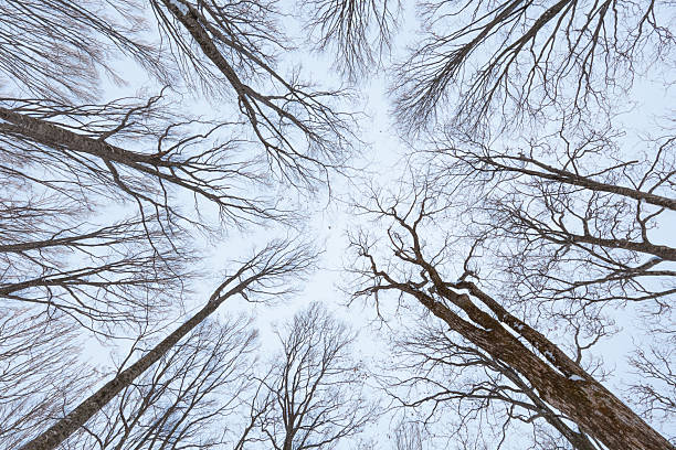 A black-and-white photograph looking up through a forest of tall, leafless trees. The intricate branches form a dramatic, web-like pattern against the overcast sky.