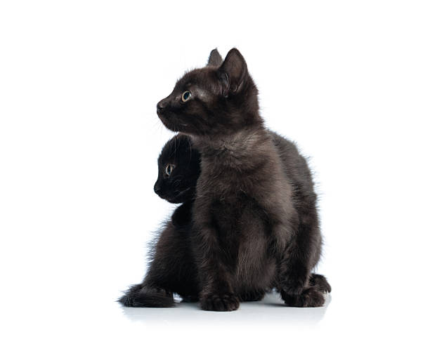 istock Side view of two black metis kittens looking away 2255100913