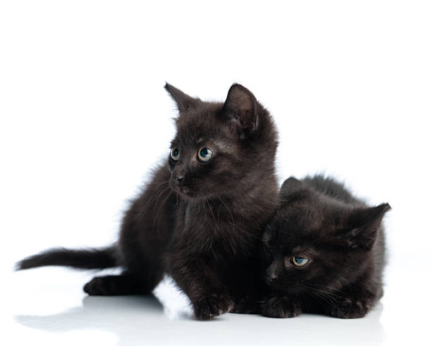 Two small black kittens playing near old books on canvas background