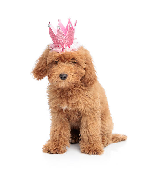 Brown toy poodle puppy is sitting, wearing a pink crown and looking down on white background