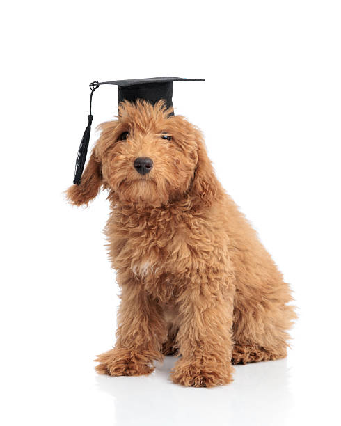 istock Brown toy poodle puppy wearing graduation cap 2255102218