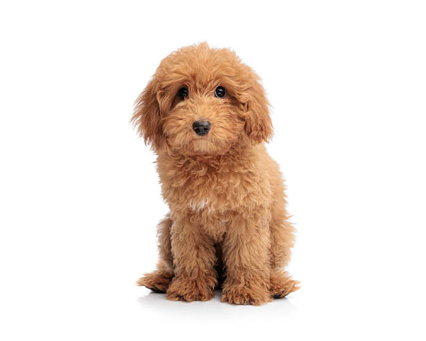 istock Brown poodle puppy looking at camera 2255102288