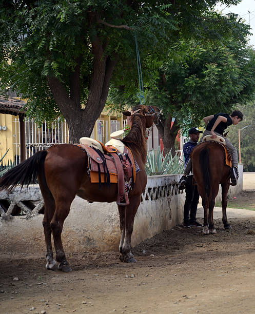 istock Group of Saddled Horses Waiting Along a Rural Path 2255102655