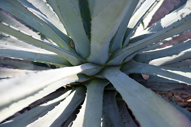 An overhead perspective of an agave plant reveals striking symmetry and architectural form. The sharp, radiating leaves create a strong visual pattern associated with desert flora and sustainable landscapes. Perfect for abstract nature concepts, botanical design, and environmental themes.