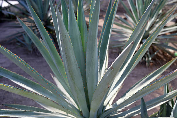 Close-Up Of Plant