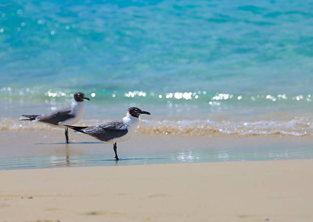 two seagulls on beach at water's edge in Turks and Caicos looking on