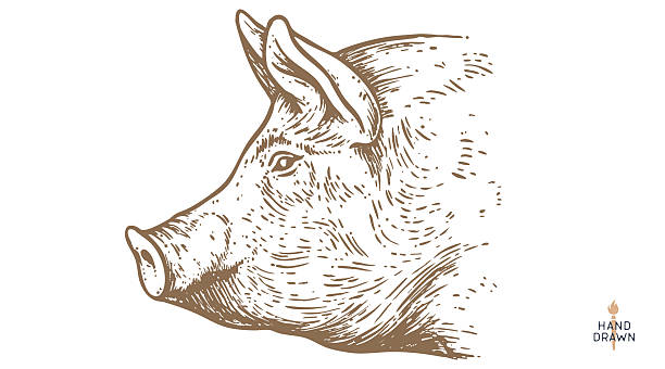 Pork, pig, hog sketch. Vintage retro print, black white farm domestic pig sketch ink pencil style drawing, engrave old school. Sketch artwork silhouette pig, white background. Vector Illustration
