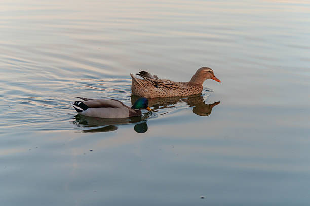 Two Ducks Swimming on Calm Reflective Water in Peaceful Natural Setting. High quality photo