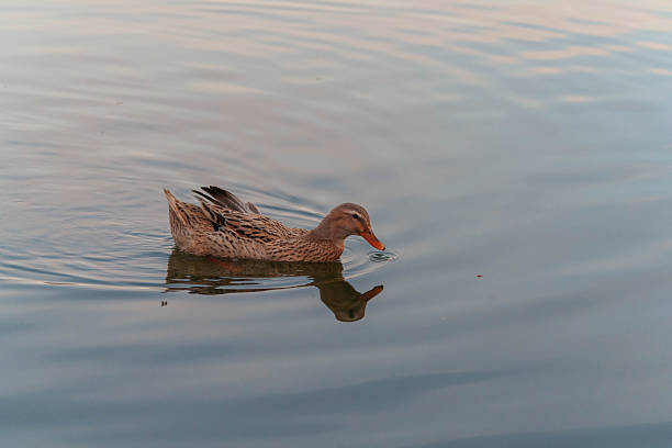 Two Ducks Swimming on Calm Reflective Water in Peaceful Natural Setting. High quality photo