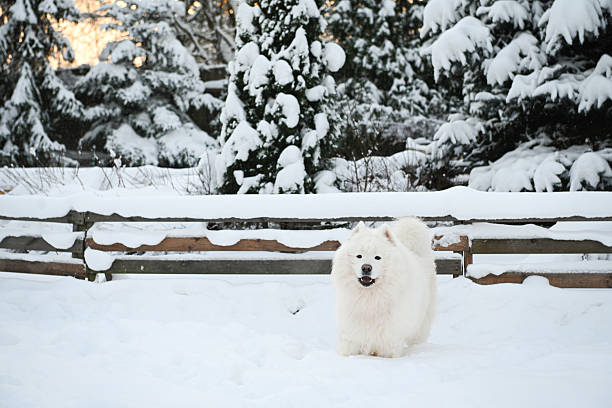 Winter in the garden