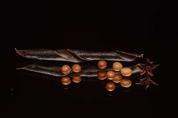 A close-up view of dried seed pods and winged samaras hanging from a slender tree branch. The muted beige tones contrast gently with the soft green background, creating a calm, natural atmosphere. The image highlights seasonal change and the delicate textures of late-season plant life.