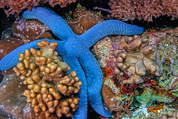 Linckia laevigata, blue Linckia or blue star, is a species of sea star