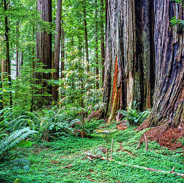 Northern California redwood forest, large trees