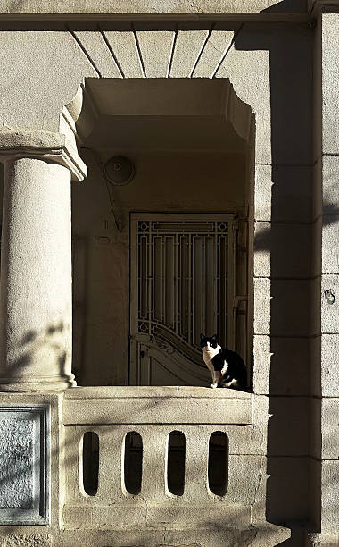 A stray cat sits on stairs of an old public building. Chiascuro light