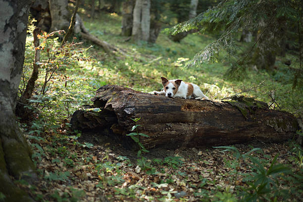 Jack Russell Terrier enjoying peaceful autumn forest and lakeside landscape