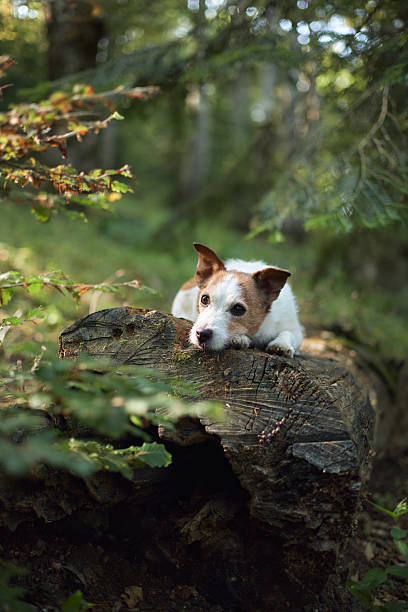 istock Jack Russell peeking over fallen log in the woods 2255109705