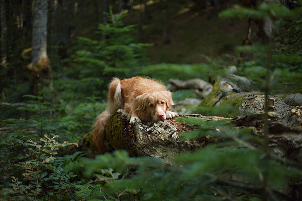 istock Retriever laying down calmly in deep forest glade 2255109715