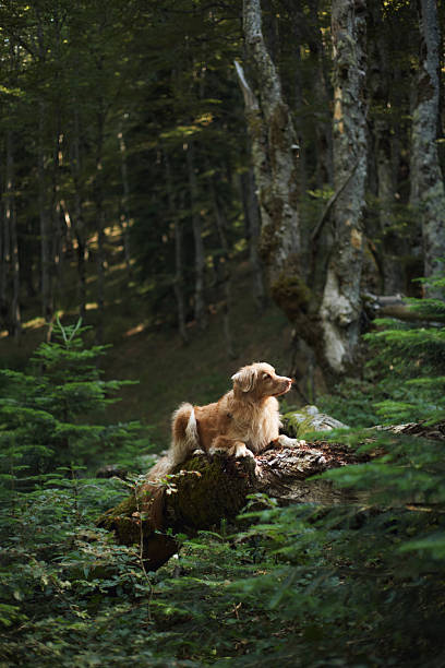 istock Retriever on mossy log among tree trunks in woods 2255109716