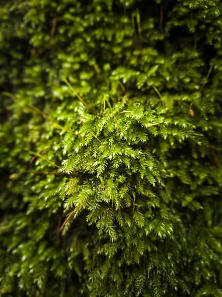 Macro or close-up photo of moss attached to a tree trunk.