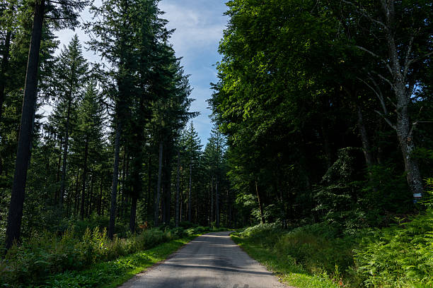 Narrow paved road winds quietly between tall evergreen trees and lush undergrowth in the Morvan region, with dappled sunlight filtering through the rich green canopy and casting soft shadows on the path.