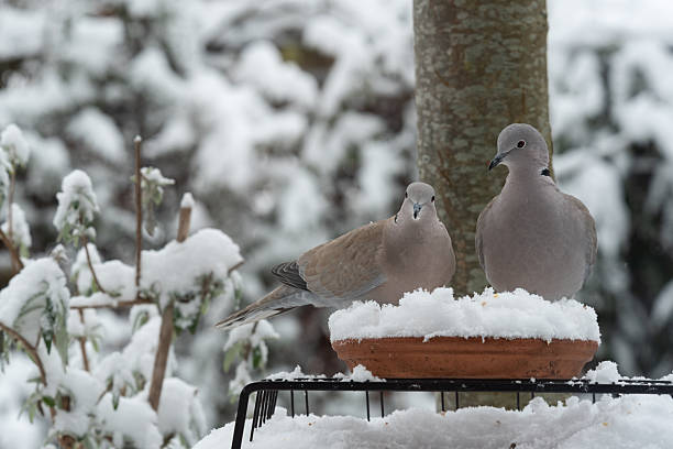 Two Eurasian collared doves feeding together on a bird feeder in a snowy winter garden.