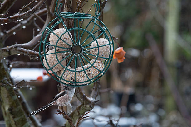 Long-tailed tit feeding on suet balls in winter garden.