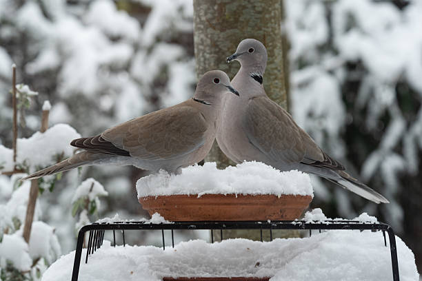 Two Eurasian collared doves feeding together on a bird feeder in a snowy winter garden.
