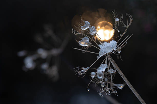 Close-up of melting ice crystals on a dried wildflower silhouetted against warm sunset light, captured with a dark background and soft bokeh.