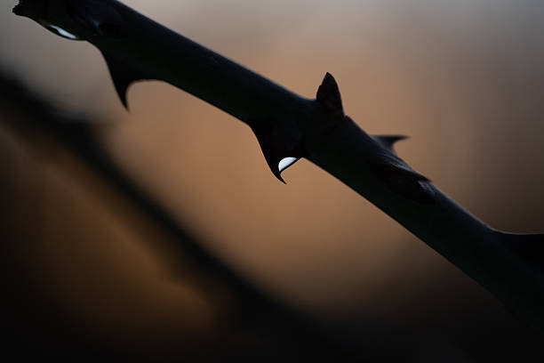 A closeup of rose thorns in a field under the sunlight with a blurry background
