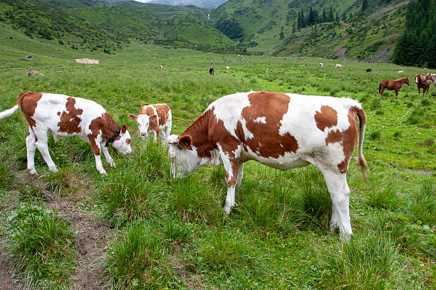 A scenic and tranquil shot of a herd of traditional Fleckvieh (Simmental) cows and young calves grazing on a lush green mountain pasture. In the background, horses roam freely across the rolling hills of the high-altitude alpine landscape. The scene captures the essence of traditional European mountain farming (transhumance) during the summer months, featuring misty peaks, evergreen trees, and vibrant biodiversity. Ideal for themes of sustainable agriculture, organic dairy farming, and nature-focused travel.