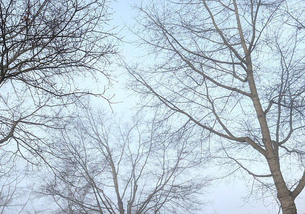 Low angle view of bare branches of oak trees lining 95th Avenue in Surrey, British Columbia. Morning fog in Metro Vancouver.