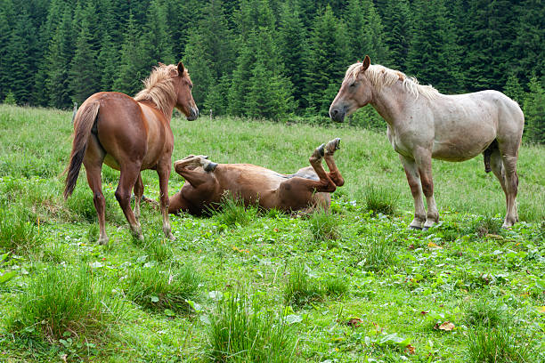 A group of three horses in a vibrant green mountain meadow. One brown horse is captured in a playful moment rolling on its back with its legs in the air, while two others stand nearby against a backdrop of dense evergreen conifer trees