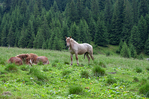 A group of three horses in a vibrant green mountain meadow. One brown horse is captured in a playful moment rolling on its back with its legs in the air, while two others stand nearby against a backdrop of dense evergreen conifer trees