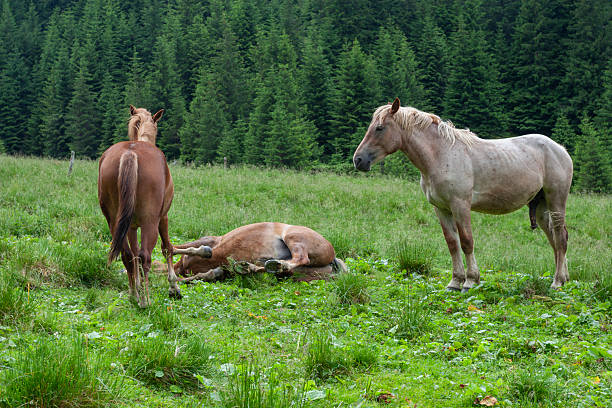 A group of three horses in a vibrant green mountain meadow. One brown horse is captured in a playful moment rolling on its back with its legs in the air, while two others stand nearby against a backdrop of dense evergreen conifer trees