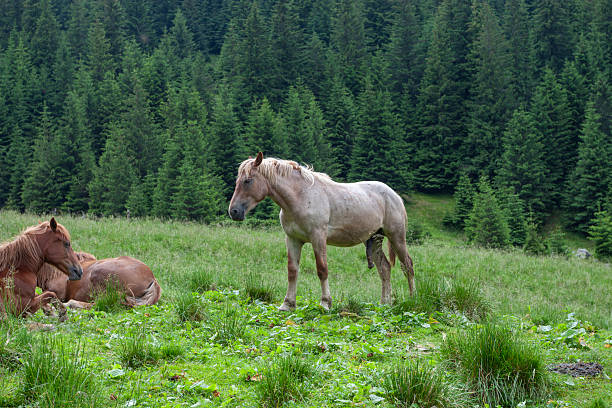 A group of three horses in a vibrant green mountain meadow. One brown horse is captured in a playful moment rolling on its back with its legs in the air, while two others stand nearby against a backdrop of dense evergreen conifer trees