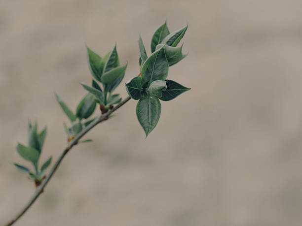 Single Branch with Small Green Leaf Buds and Soft Bokeh on Neutral Textured Background