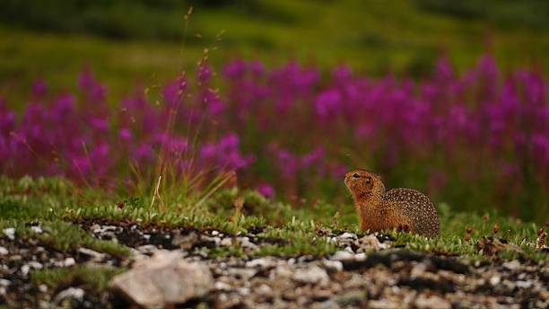 Fluffy wild marmot munching on a purple wildflower in a grassy field at Skyline Loop in Mount Rainier National Park