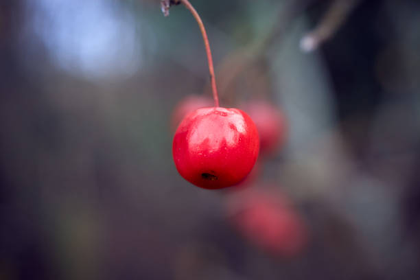 Vibrant red cherry hanging on a blurred, hazy branch in an atmospheric, moody scene.