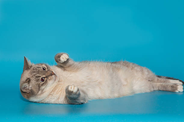 istock Beautiful gray shelter cat with blue eyes 2255117103