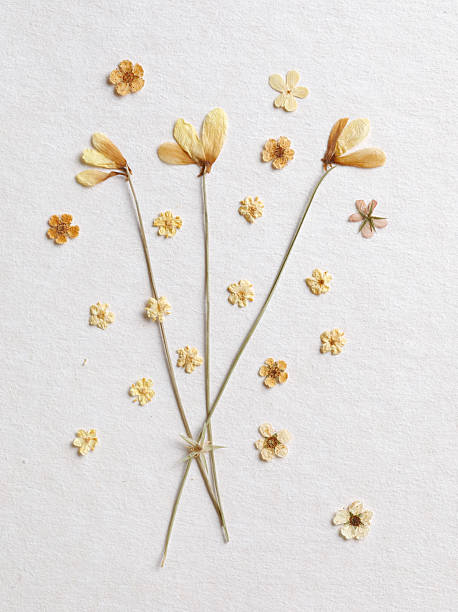 istock Beige dried flower arrangement 2255117866