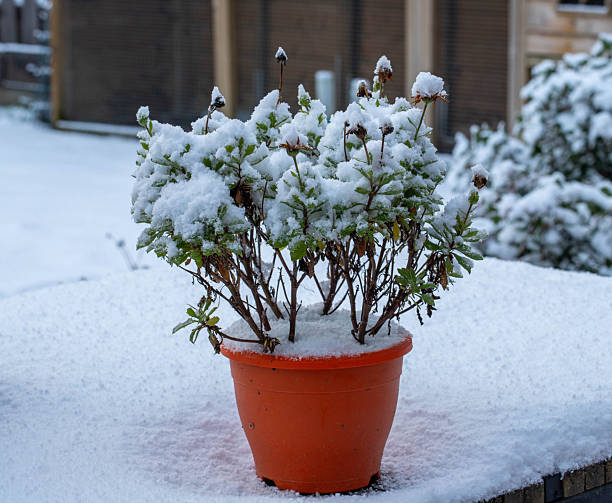 Plant on a garden table in an orange flower pot, covered with snow.