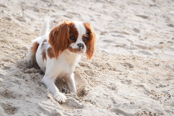 istock Cavalier King Charles Spaniel playing in sand at the beach 2255119264