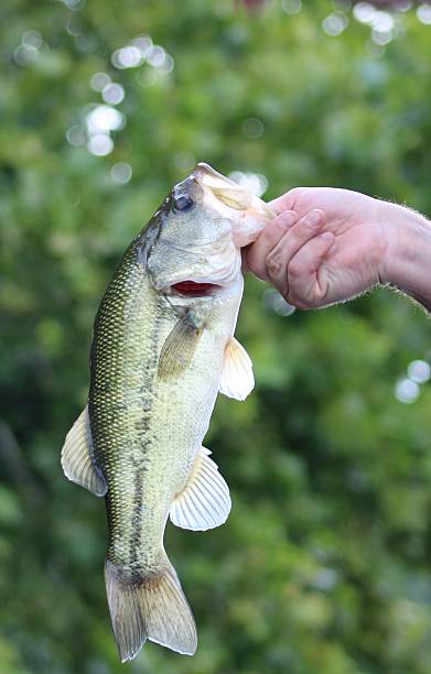 istock Bass on a beautiful day. 2255119792