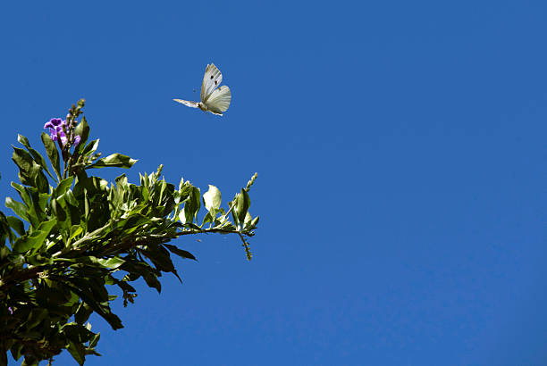 A Cabbage White Butterfly (Pieris rapae) in flight above a flowering plant in Sydney, NSW, Australia. (Photo by Tara Chand Malhotra)