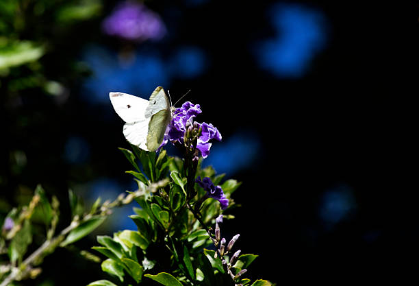 A small Cabbage White (Pieris rapae) butterfly resting on a cluster of small purple and white flowers in Sydney, NSW, Australia. (Photo by Tara Chand Malhotra)